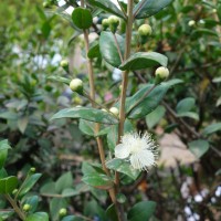 Myrte vrai, Myrte commun, Nerte, Herbe du lagui