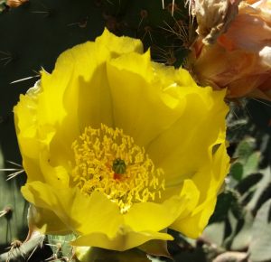 opuntia-fica-20160604_140135