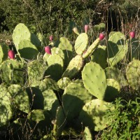 Figuier de Barbarie, Figuier des Indes