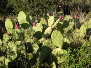 opuntia ficus-indica 