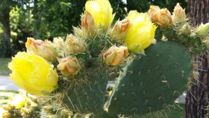 opuntia-indica-20160604_140054