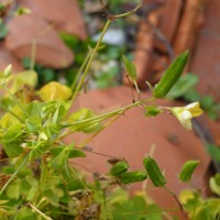 Oxalis dressé, Oxalis des fontaines, Oxalis d’Europe