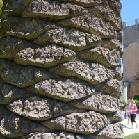 Phoenix des Canaries, Faux dattier, Dattier des Canaries