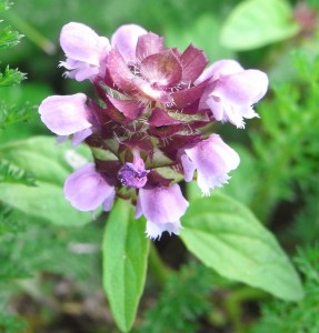 prunella vulgaris