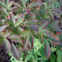 Stewartia faux camélia, Camellia d’été, Natsu-tsubaki