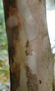 stewartia pseudocamelia 