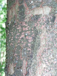 zelkova serrata