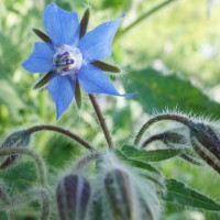 Bourrache officinale, Herbe à concombre, Langue d’oie, Pain des abeilles