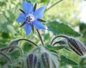 borago DSC08401