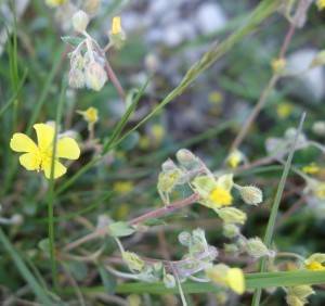 helianthemum canum DSC08414