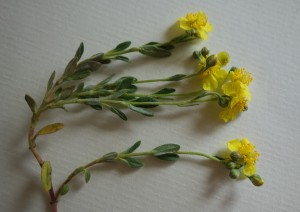 helianthemum canum DSC08436