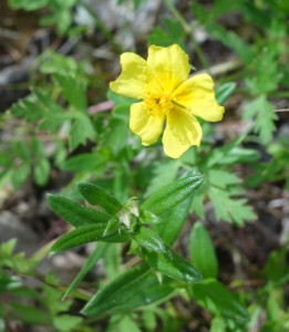 helianthemum nummularium DSC09159