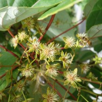 Idesia à nombreux fruits