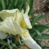 Iris jaunissant