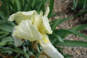 iris flavescens 