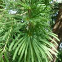 Mélèze doré de Chine