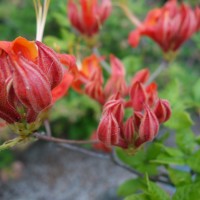 Rhododendron calendulenommé, Azalée candulacée