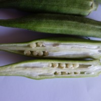 Gombo, Okra, Corne grecque