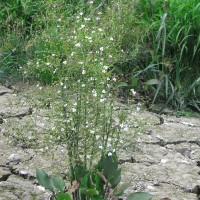 Plantain d’eau, Flûteau commun