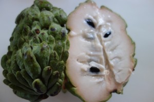 annona squamosa  