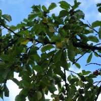 Cudrania à trois pointes