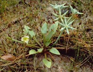 damasonium alisma 