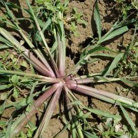 Panic pied-de-coq, Panic des marais