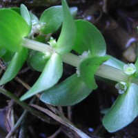 Elatine fausse alsine