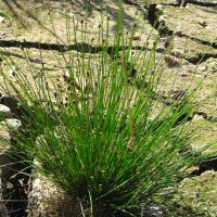 Scirpe à épis ovales