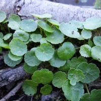 Hydrocotyle commune, Écuelle d’eau,Herbe aux patagons