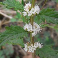 Lycope d’Europe, Chanvre d’eau