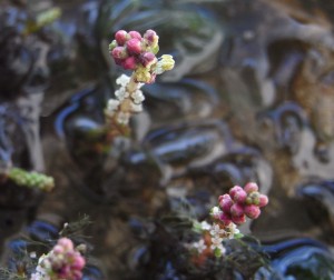 myriophyllum verticillatum 