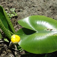 Nénuphar jaune, Jaunet d’eau, Aillout d’eau