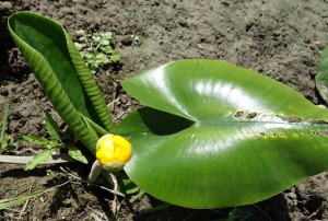 nuphar lutea DSC01825