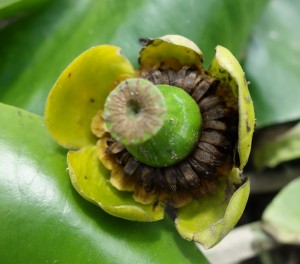 nuphar lutea DSC01843