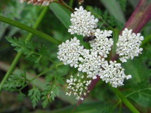 oenanthe aquatica