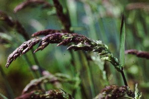 phalaris arundinacea