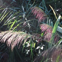 Roselières : phragmitaie, phalaraie