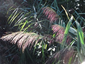 phragmites autralis