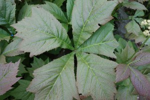 rodgersia podophylla 