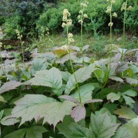 Rodgersia pied de canard