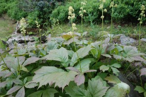 rodgersia podophylla 