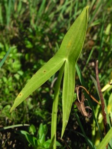 sagittaria