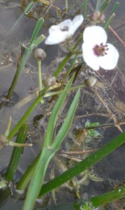 sagittaria sagittifolia