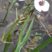 Sagittaire à feuilles en flèche, Flèche d’eau, Fléchière