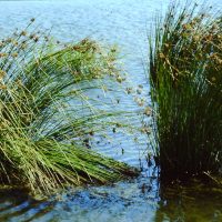 Scirpe lacustre, Jonc des chaisiers