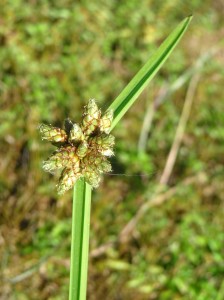 scschoenoplectus mucronatus