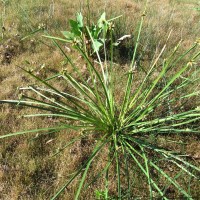 Scirpe à écailles mucronées