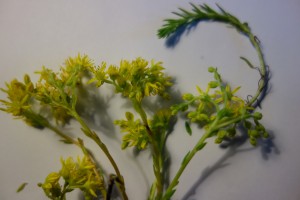 sedum montanum 