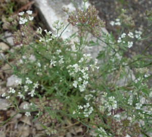 torilis arvensis   